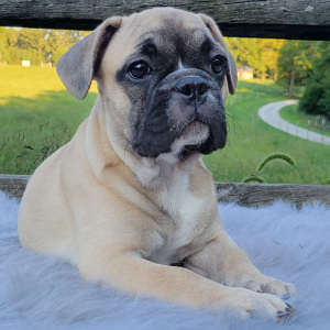 French Bulldog Puppy Zanie