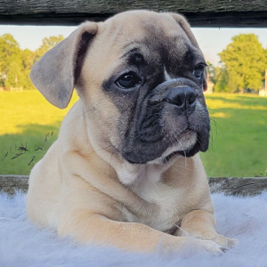 French Bulldog Puppy Zanie