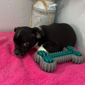 Chihuahua Puppy Alex