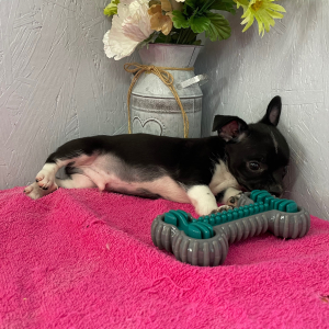 Chihuahua Puppy Alex