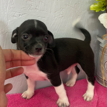 Chihuahua Puppy Alex