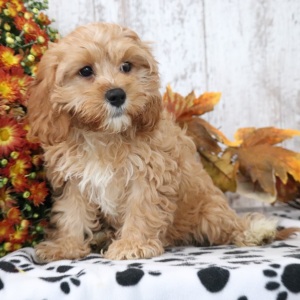 Cavapoo Puppy Robin