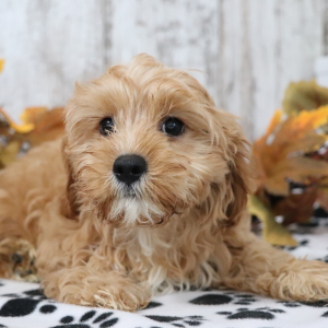 Cavapoo Puppy Robin