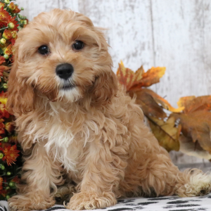 Cavapoo Puppy Robin
