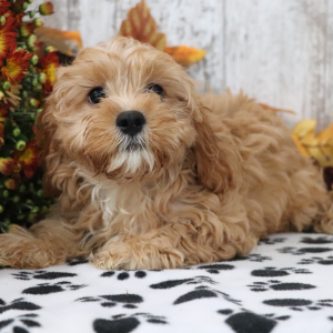 Cavapoo Puppy Robin