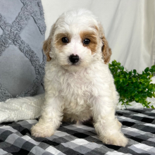 Cavapoo Puppy Elliot