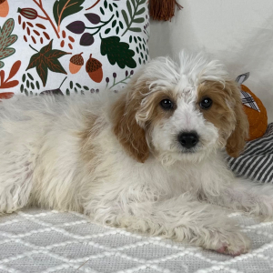 Cavapoo Puppy Elliot