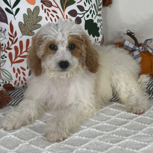 Cavapoo Puppy Elliot
