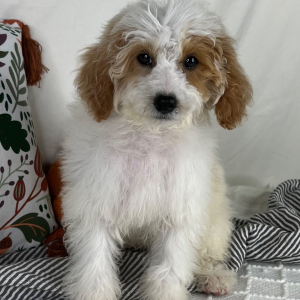 Cavapoo Puppy Elliot