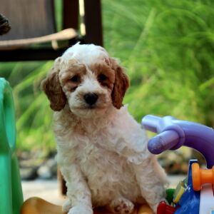 Goldendoodle Puppy Bluebell