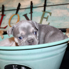 French Bulldog Puppy Henry