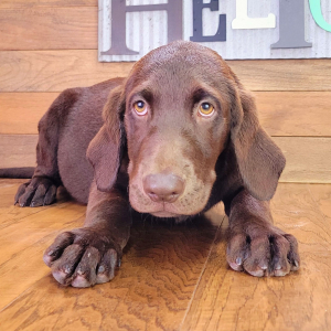 Labrador Retriever Puppy Trixie