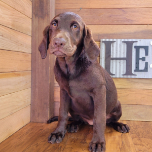 Labrador Retriever Puppy Trixie