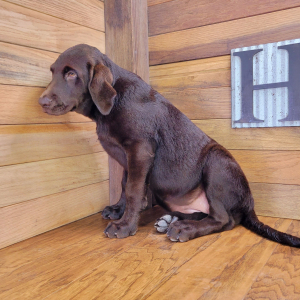 Labrador Retriever Puppy Trixie