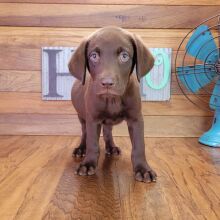 Labrador Retriever Puppy Mack