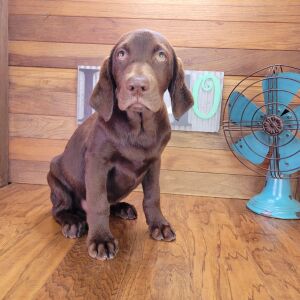 Labrador Retriever Puppy Mack