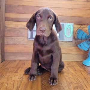 Labrador Retriever Puppy Mack