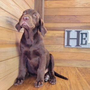 Labrador Retriever Puppy Mack