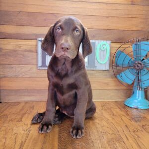 Labrador Retriever Puppy Mack