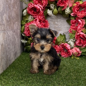 Yorkshire Terrier Puppy Baxter