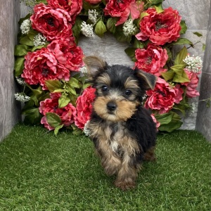 Yorkshire Terrier Puppy Baxter