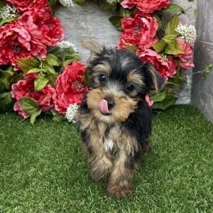 Yorkshire Terrier Puppy Baxter