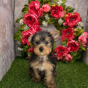 Yorkshire Terrier Puppy Baxter