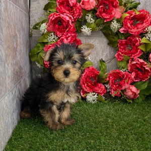 Yorkshire Terrier Puppy Baxter
