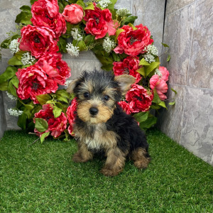 Yorkshire Terrier Puppy Baxter
