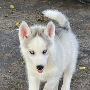 Siberian Husky Puppy Carolina