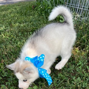 Siberian Husky Puppy Carolina