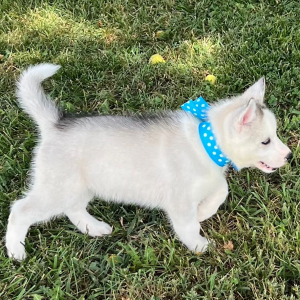 Siberian Husky Puppy Carolina