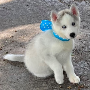 Siberian Husky Puppy Carolina