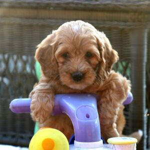 Goldendoodle Puppy Poppy
