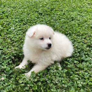 American Eskimo Dog Puppy James