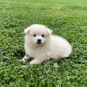 American Eskimo Dog Puppy James