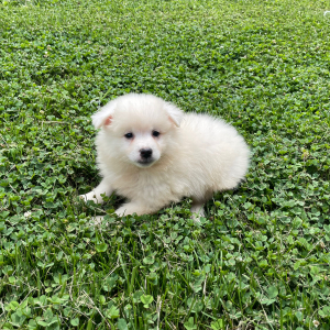 American Eskimo Dog Puppy James