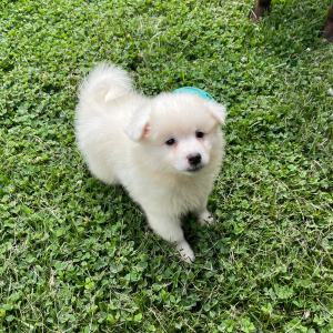 American Eskimo Dog Puppy James