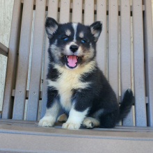 Pomsky Puppy Sweet Pea