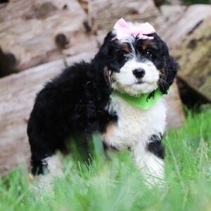 Bernedoodle Puppy Gracie