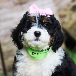 Bernedoodle Puppy Gracie