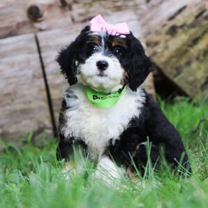Bernedoodle Puppy Gracie