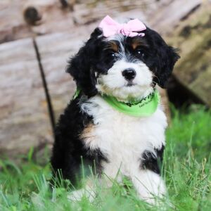 Bernedoodle Puppy Gracie