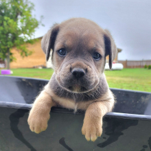Cane Corso Puppy Timmy