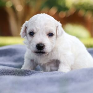 Bichon Frise Puppy Boyd