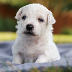 Bichon Frise Puppy Boyd