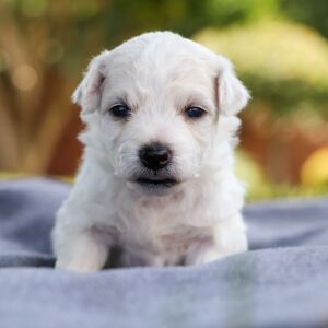 Bichon Frise Puppy Boyd