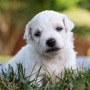 Bichon Frise Puppy Boyd