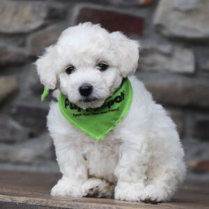 Bichon Frise Puppy Boyd