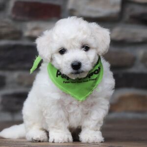 Bichon Frise Puppy Boyd